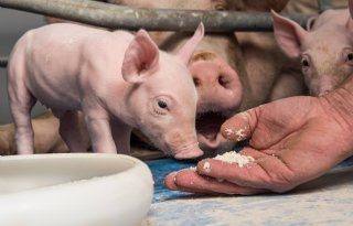 Dierenactivist moet stoppen met misbruiken The Pig Story