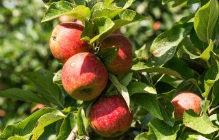 Franse telers steken stokje voor import van appels