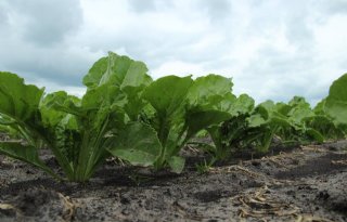 Toelating Propulse tegen bladschimmel in bieten