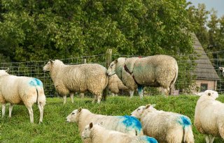 Behoedzaam handelen in dekseizoen door blauwtongrisico