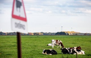 Helft boeren gokt op versoepeling stikstofdoelen