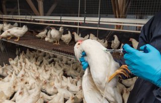 Efsa ziet vaccinatie als belangrijke aanvulling tegen vogelgriep