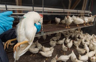 Intensivering preventie vogelgriep raakt ook varkens