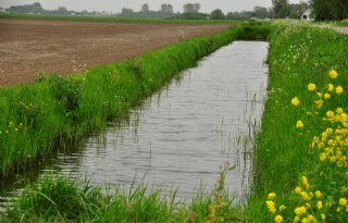 Extra geld voor Zeeuwse akkerrand om waterkwaliteit te verbeteren