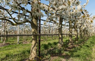 Tijdelijke vrijstellingen voor middelen tegen kever en schurft in fruitteelt