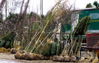 WUR werkt voorstel voor emissie-onderzoek in boomteelt uit