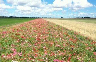 Natuurherstelwet aangenomen, LTO reageert verontwaardigd