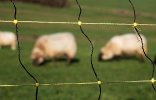 Wolfwerende hekken op de Veluwe? 'Dat is bijna ondoenlijk'