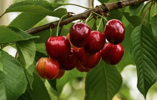 Reguliere toelating Exirel geeft fruitteelt meer zekerheid