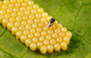 Onderzoek naar kansen nieuwe natuurlijke vijanden en technieken