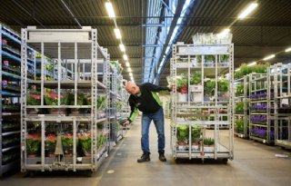 FloraHolland rolt systeem van orderpicken verder uit