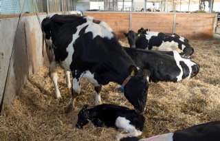 Vleesveehouders willen bekkenmaten meten