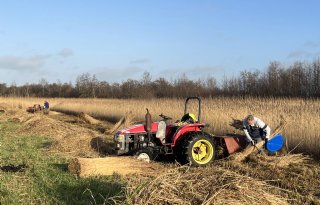 CDA wil dat ook Nederlandse riettelers subsidie krijgen