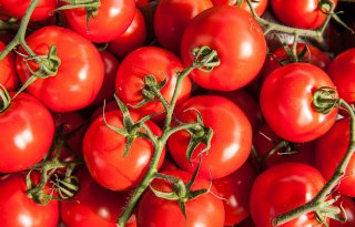 Grote Belgische tomatenteler gaat over in Nederlandse handen