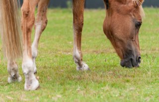 Westnijlvirus nadert grens met Nederland