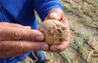 De Groot en Slot ziet veel fusarium en bacterierot in uien