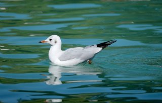 Efsa wil extra aandacht voor bioveiligheid vanwege vogelgriep