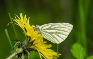 Boeren tellen recordaantal vlinders op en rond bedrijf