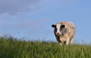 Korea opent langzaam de grenzen voor Europees rundvlees na BSE