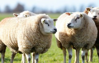 Krapte op markt schapen leidt tot hogere prijzen