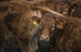 Frans vleesvee getroffen door miltvuur