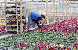 Huisvesting staat hoger op tuinbouwagenda