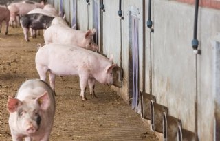 Pig Pioneers Platform moet sectorinnovaties verder brengen