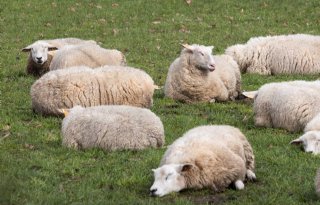 Leed door blauwtong draaglijk maken met natuurlijke middelen