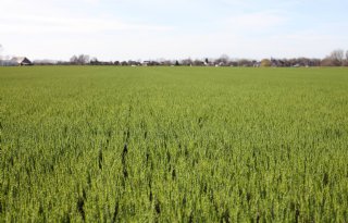 België en Frankrijk krijgen derogatie voor ruim 10.000 ton vezelvlas