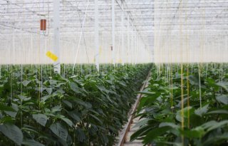 Tuinbouw staat er goed voor, wel zorgen over kostenstijgingen