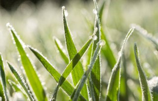 Gewassen staan er in grote delen van Europa matig bij