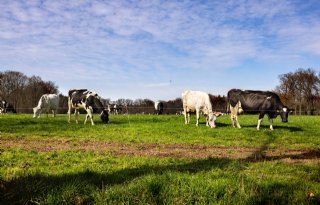 WUR: Nederland komt pas uit stikstofmoeras als KDW uit wet wordt gehaald