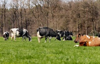 PBL: voortgang stikstof- en natuurherstelmaatregelen niet goed in beeld te brengen