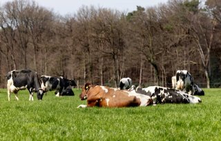 Unieke regeling Gelderland voor boeren die samenwerken in gebiedsplannen