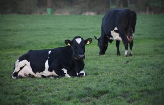 'Aanzienlijke variatie in duurzaamheidsprestaties boeren'