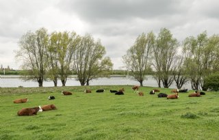 Nog minder stikstofgevoelige natuur Rijntakken: 1.500 hectare van de kaart