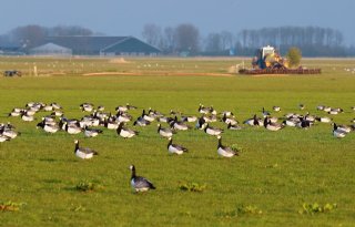 Onderzoek BIJ12: begrazing door ganzen beïnvloedt grasgroei negatief