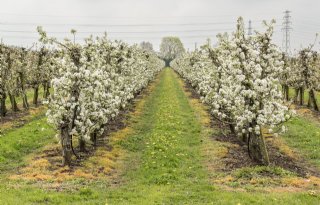 Hagelschade in peren door onstuimig weer