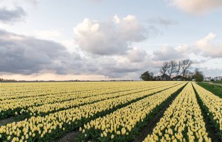 'Gelders verbod op bollenteelt bij grondwatergebied is symboolpolitiek'