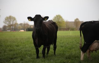 EKO-keurmerk komt met extra normen biologische melk