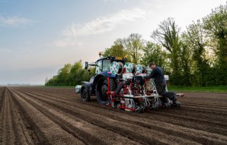 Bonenvlieg en uienvlieg extra bedreiging door late zaai