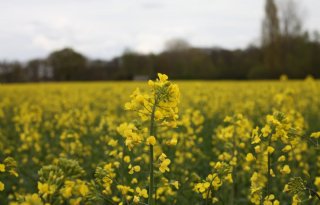 Koolzaadprijzen flink omlaag