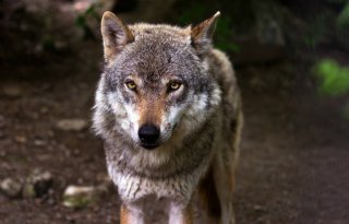 Utrecht wil probleemwolf afschieten