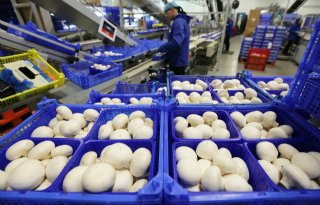 Nederland op een na grootste producent van champignons in Europa