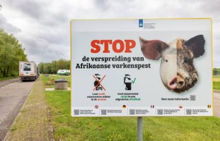 Insleep uit Oost-Europa oorzaak Afrikaanse varkenspest in Hessen