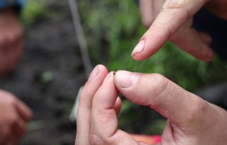 Extra kweeklocatie voor steriele insecten is strak en onder één dak