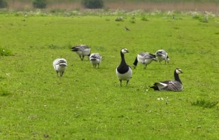 Friesland weerspreekt ganzenonderzoek: verjagen is niet duurder