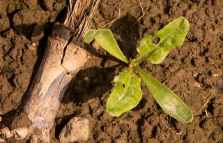 IRS: bestrijding insecten alleen zinvol bij bladluizen en bietenvliegen