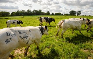 Vleesveebedrijven onder het vergrootglas