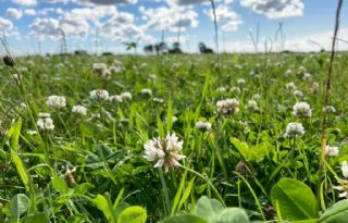 Belgische onderzoeker: gras de dupe in lange periodes van droogte of regen